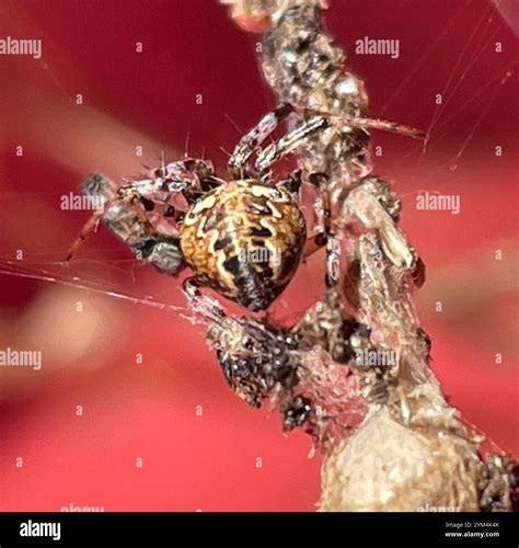 Western Spotted Orbweaver (Neoscona oaxacensis Stock Photo - Alamy