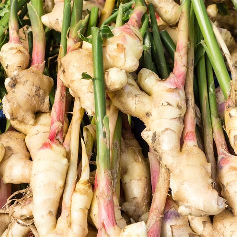 How To Grow Grocery Store Ginger Roots - Sunny Home Gardens