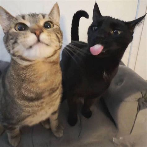 lick :: лизь :: котяра :: cats / смешные картинки и другие приколы ...