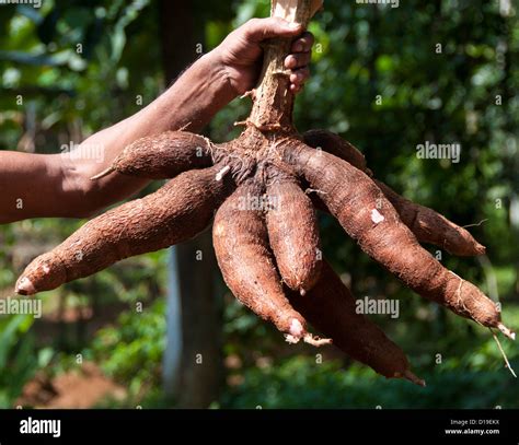 Cassava root hi-res stock photography and images - Alamy
