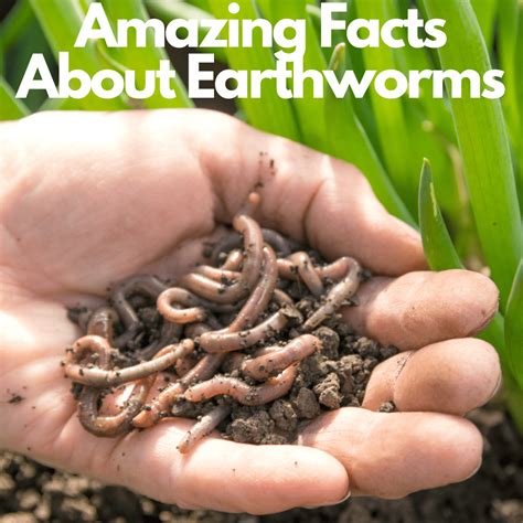 Amazing Facts About Earthworms at John Rencher blog