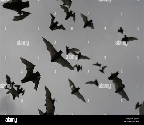 Mexican free-tailed bat emerging Texas flock emerge colony fly free ...