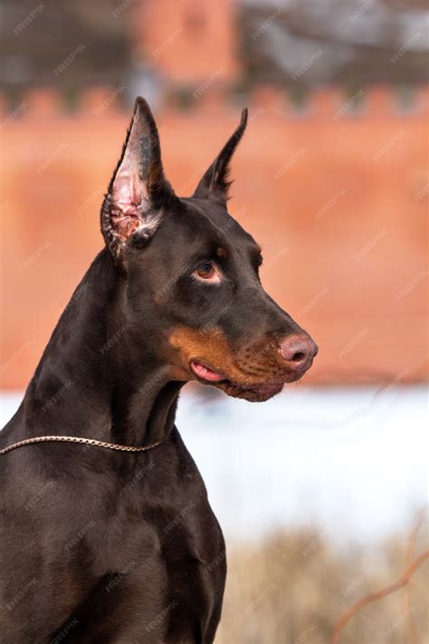 Brown Doberman Dog