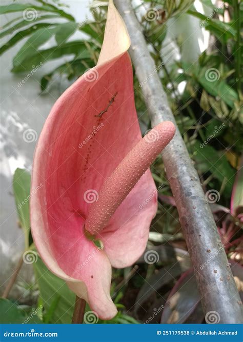 Pink elephant ear flower stock photo. Image of ears - 251179538