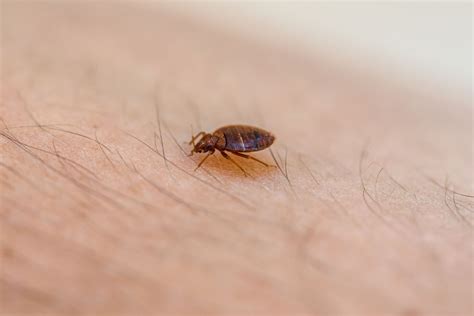 Do Bed Bugs Fly or Jump from Person to Person? | EcoGuard
