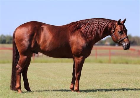 Red Roan Quarter Horse Stallion