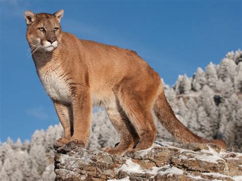 El puma mexicano, un felino presente en todo el país - México Desconocido