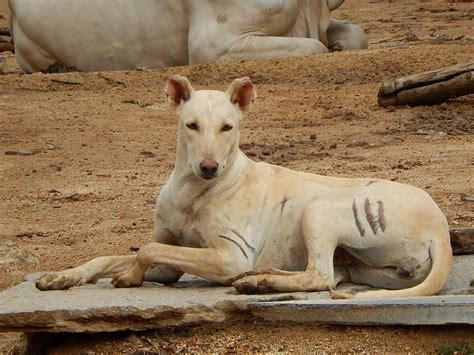 The “Indian Doberman”