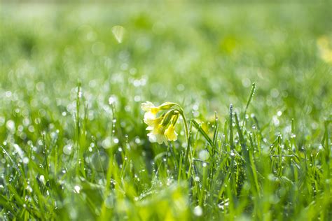 Free Images : water, nature, dew, field, lawn, meadow, prairie ...