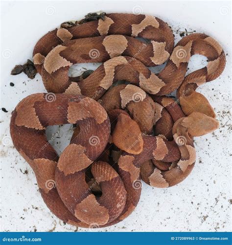 Venomous Copperhead Snakes As Group Stock Image - Image of venomous, wildlife: 272089963