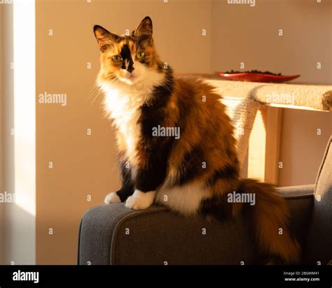 White Long Haired Calico Cat