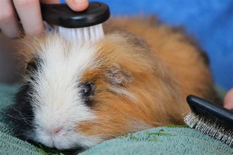 Grooming Guinea Pigs: Nail Trimming, Brushing, and Bathing | Small Pets ...