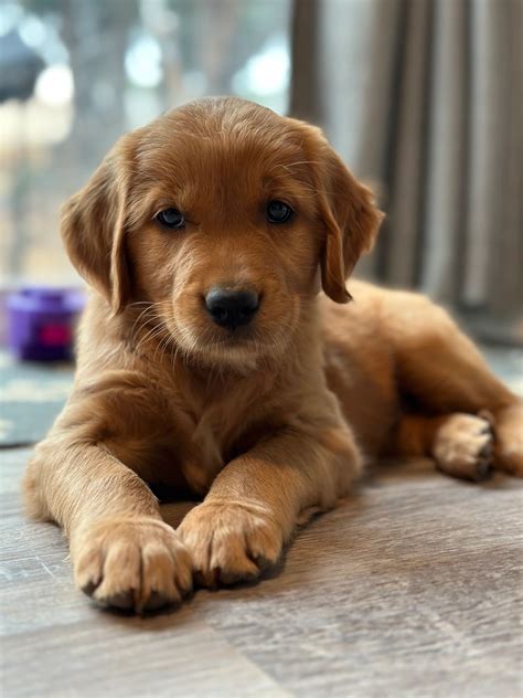 Red Golden Retriever Puppy