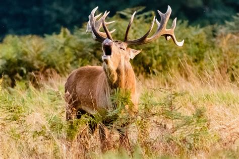 Red Stag Hunts » Outdoors International