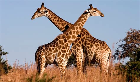 Southern giraffe facts, distribution & population | BioDB