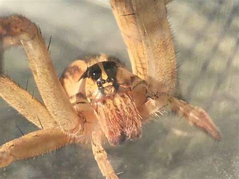 Biggest Wolf Spider In The World at Phyllis Lange blog
