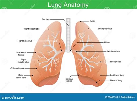 What Is Apex In Lung at Mary Nugent blog