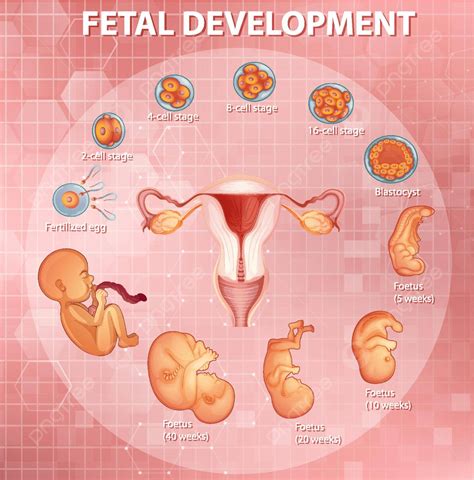 Stages Human Embryonic Development Womb Lady Drawing Vector, Womb, Lady ...