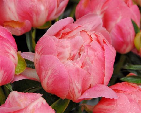 Peony 'Coral Charm' bare roots — Buy salmon peonies online at Farmer ...