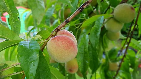 Peaches in our backyard, Sweden : r/pics