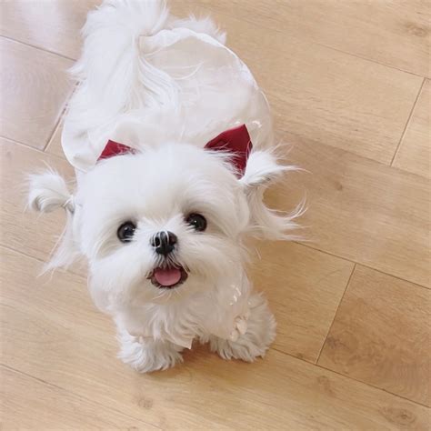 马尔济斯 - 堆糖，美图壁纸兴趣社区