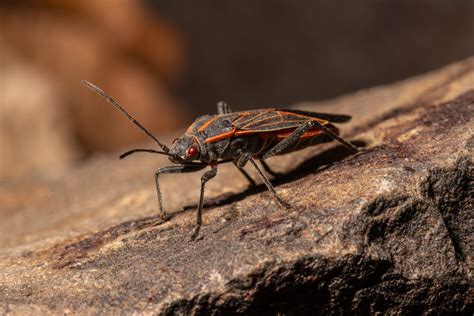 Pest Prevention: Boxelder Bugs in Your Garden | My Pest Pros