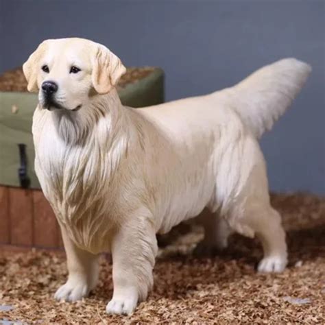 Golden Retriever - Light Blonde - KB Copper Collars Australia