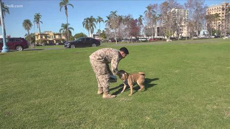 US Navy Petty Officer reunites with his dog after Iraq deployment ...