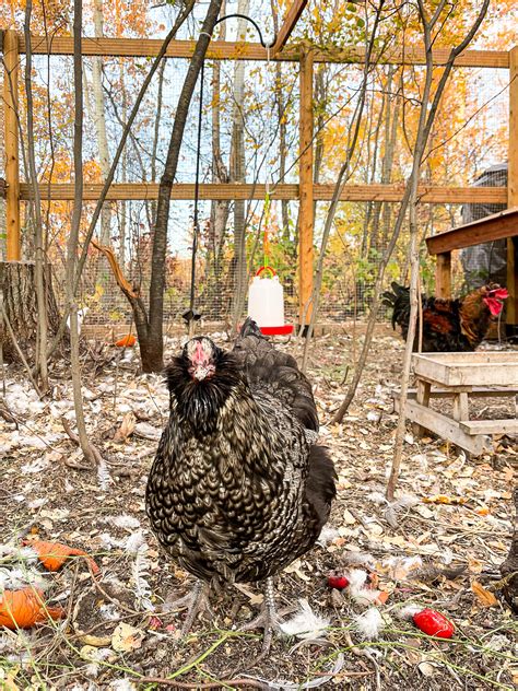 Can Chickens Eat Broccoli