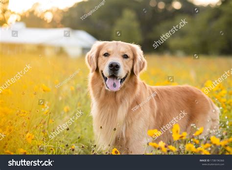 Yellow Lab Dogs