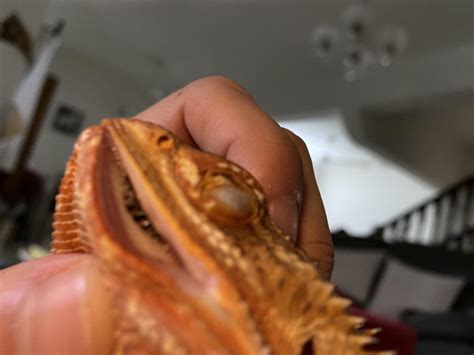 Bearded Dragon Teeth These Teeth Do Not Look Good, Huh?