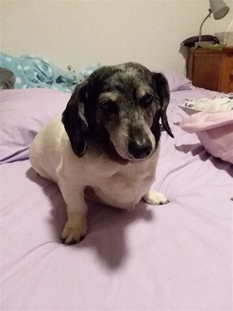 Laylaa Draya on Twitter: "#HappyInternationalDogDay to my babies! I strive to be this cute one ...