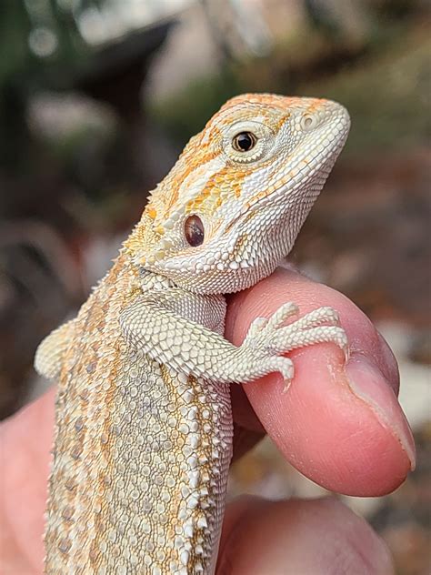 Hypo Genetic Stripe 100% Het Translucent 50% Het Wit Central Bearded ...