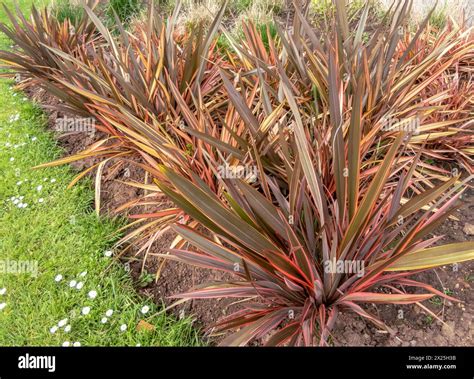 Phormium tenax hi-res stock photography and images - Alamy