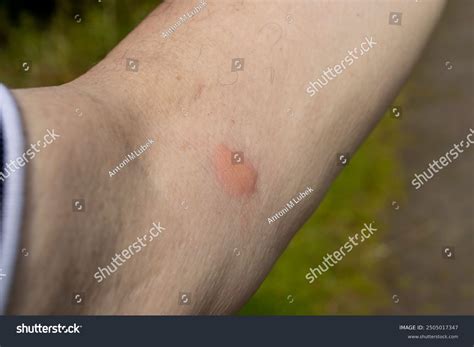 Female Common Horse Fly Cleg Fly Stock Photo 2505017347 | Shutterstock