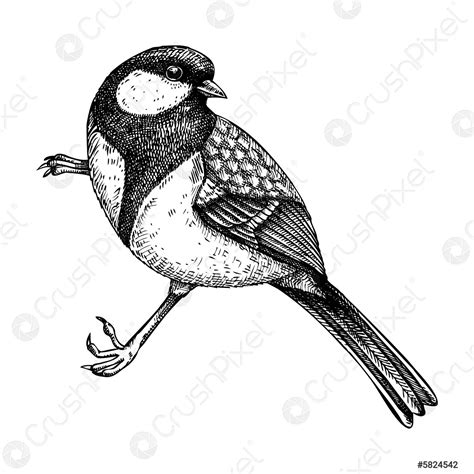 Great tit vector sketch Hand drawn wildlife illustration in engraved ...