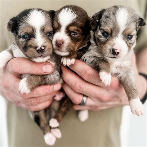 Puppy Nursery | Misty's Toy Aussies