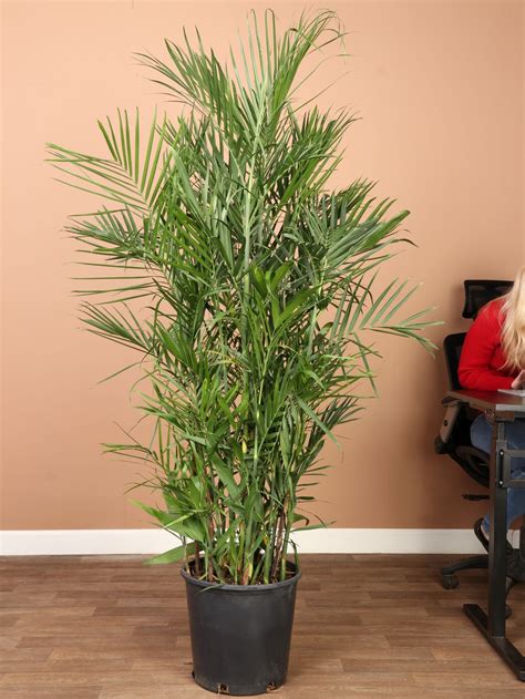 Bamboo Palm Plant