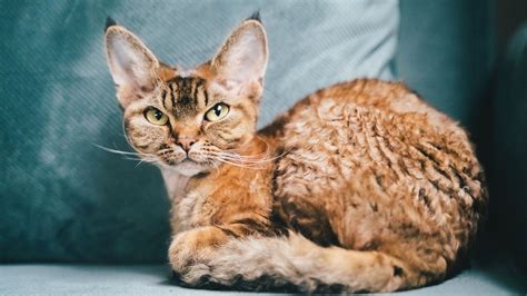 Devon Rex cats are the curly-coated, elfish-looking breed that thrives ...