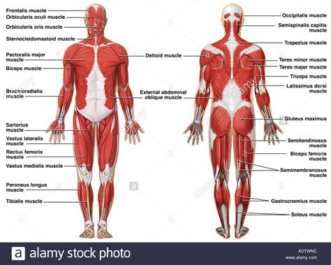 Muscular System Drawing at GetDrawings | Free download