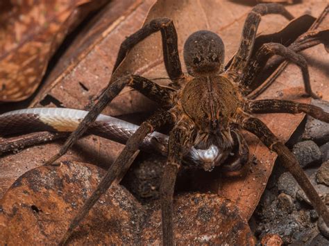 Giant Spider Eating A Snake Is Absolutely Horrifying Spiders Can Take