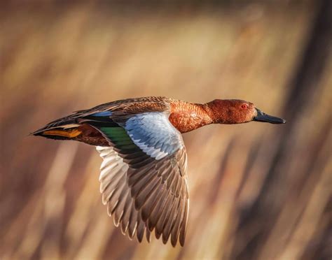 Duck Hunting Season in Texas: Season Dates, Bag Limits, and More - A-Z ...