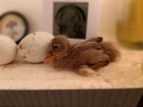 Hatching Duck Eggs in a Homemade Incubator