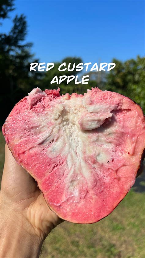 PRE ORDER * Red Custard Apple – Fruit Hunters
