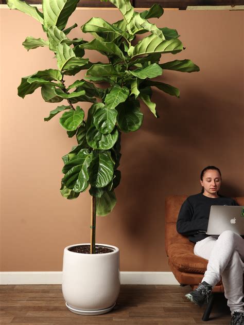 7-10FT Fiddle Leaf Fig - Dahing Plants