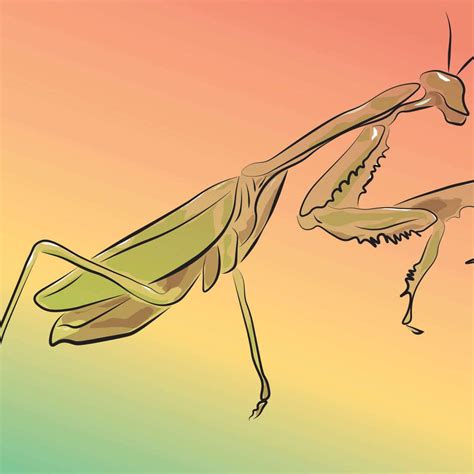 Praying Mantis Drawings | Prints, Framed Prints And Multi Panel Art