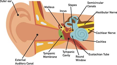 Anatomie des Mittelohrs - MedDe