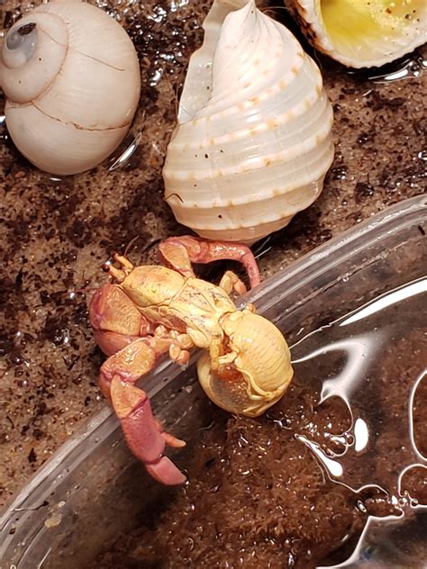 Hermit Crab Molting Out Of Shell Molting – Krabitat