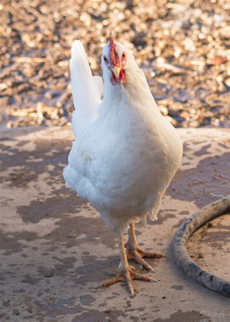 Leghorn Chicken Breed - What You Need to Know