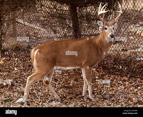 10 Point Whitetail Buck